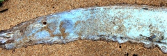 Conger wilsoni