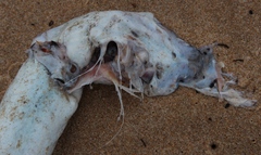 Conger wilsoni