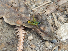 Eumastax
