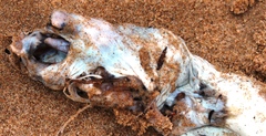 Conger wilsoni