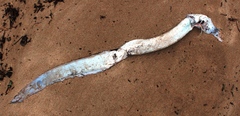 Conger wilsoni