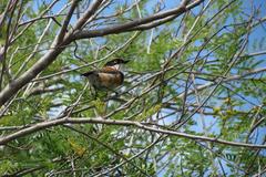 Batis capensis capensis