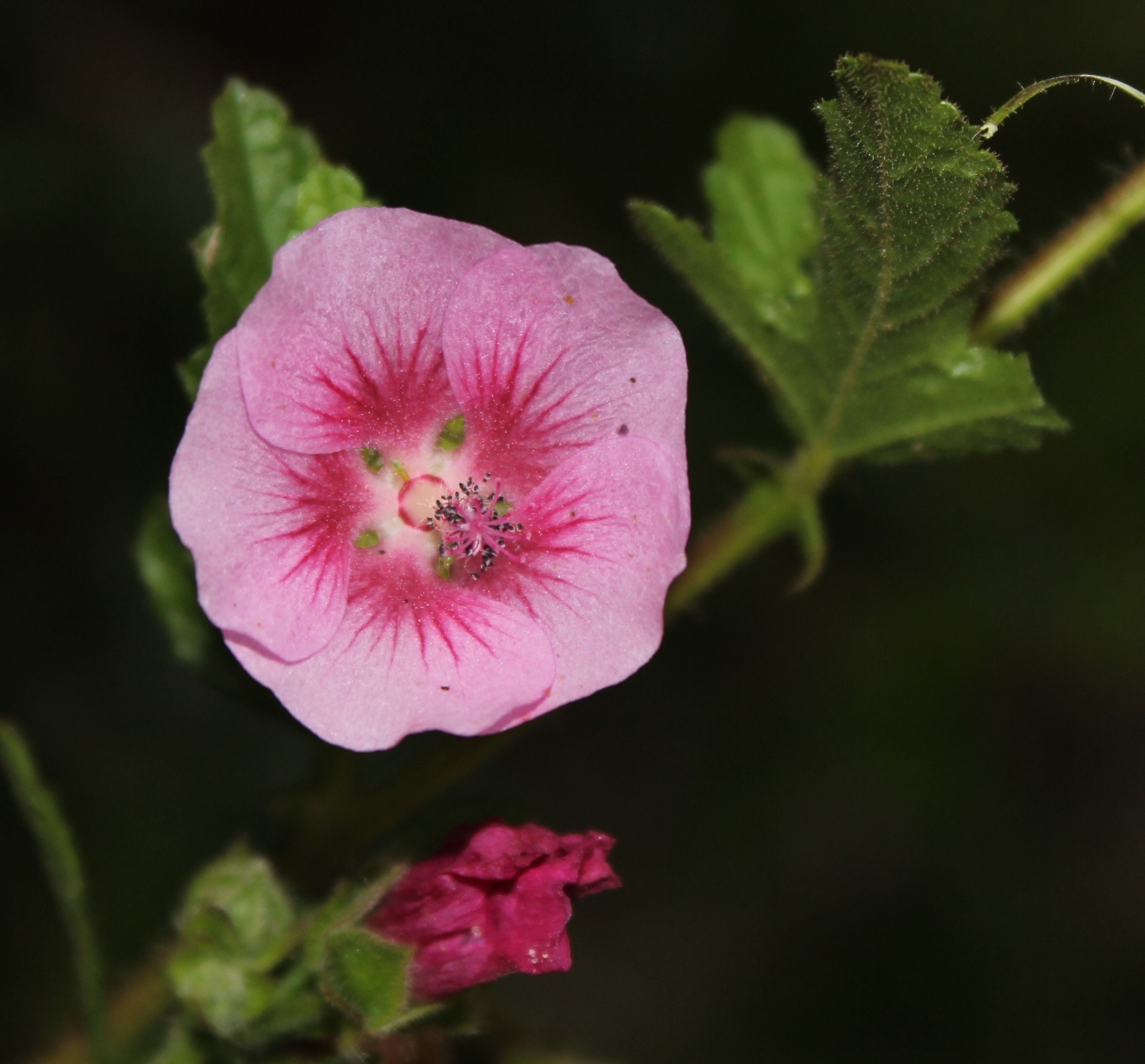 Anisodontea