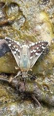 Pyrgus cirsii