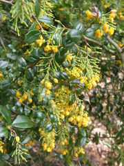 Berberis valdiviana