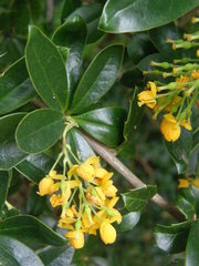 Berberis valdiviana