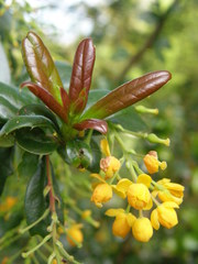Berberis valdiviana