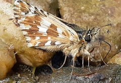 Pyrgus cirsii