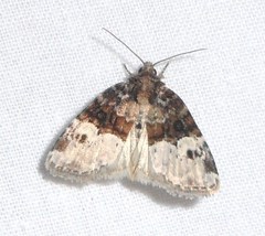 Neoligia crytora