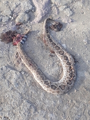 Crotalus ruber lucasensis