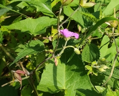 Geranium palustre