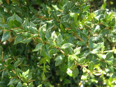 Berberis verruculosa