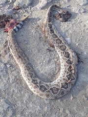 Crotalus ruber lucasensis