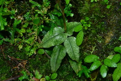 Eucosia cordata