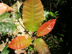 Ocotea bullata