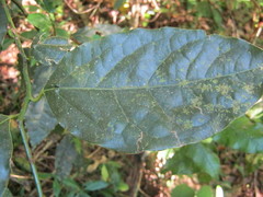 Ocotea bullata