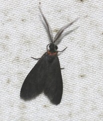 Pollanisus subdolosa