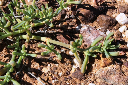 Mesembryanthemum rapaceum