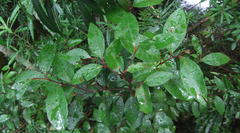 Pterocelastrus rostratus