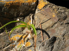 Albuca bracteata
