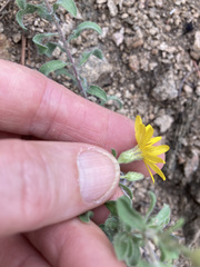 Heterotheca paniculata
