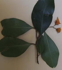 Pterocelastrus rostratus