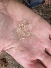 Heterotheca paniculata