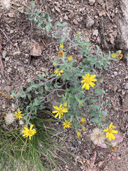 Heterotheca paniculata