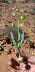 Albuca ciliaris