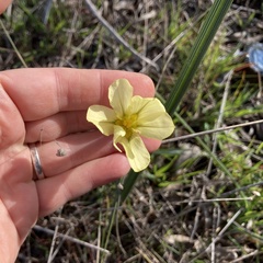 Moraea collina