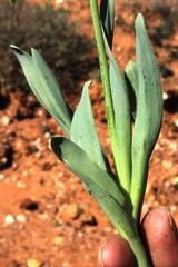 Albuca ciliaris