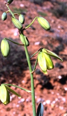 Albuca ciliaris
