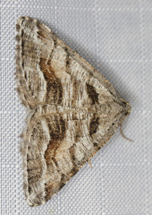 Macaria colata