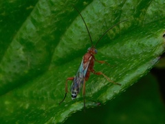 Pimpla marginella