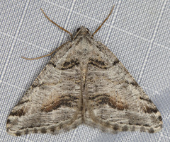 Macaria colata