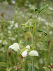 Blumenbachia