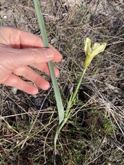Moraea collina
