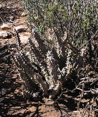 Quaqua mammillaris