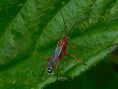 Pimpla marginella