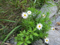 Osmitopsis osmitoides