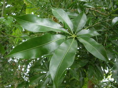 Bombax rhodognaphalon