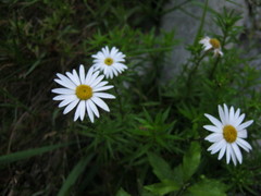 Osmitopsis osmitoides