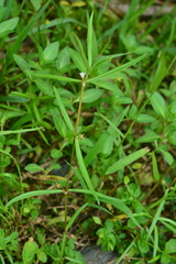 Scleromitrion brachypodum