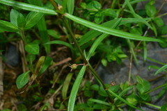 Scleromitrion brachypodum