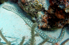 Myrichthys breviceps