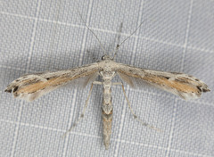 Oidaematophorus grisescens