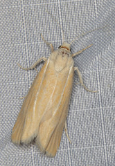 Pelochrista caniceps