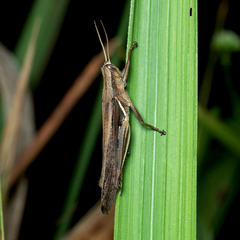 Stenocatantops splendens
