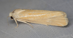 Pelochrista caniceps