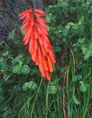 Kniphofia tabularis